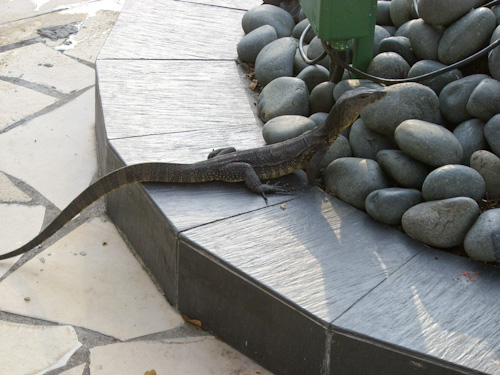 Echse im Poolbereich